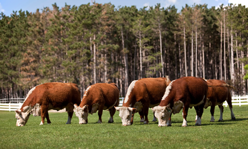 Cattle grazing